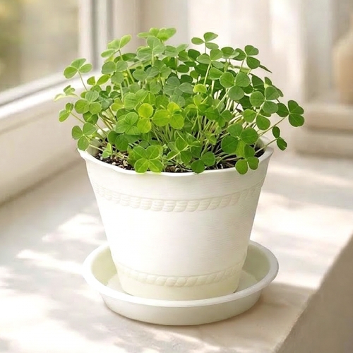 [탑키드] 행운의 클로버 토끼풀 새싹 키우기